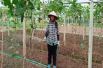 Giá cả thị trường ngày 8/6/2025