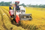 Tập trung sản xuất vụ Mùa