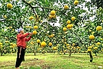 Nữ nông dân Yên Trị biến đất cằn thành vườn cây bạc tỷ
