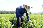 Coming to Yen Son to hear the scent of tea “tell stories”