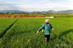 Chủ động phòng trừ sâu bệnh hại lúa mùa