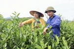 Bat Tien Tea from Long Coc – A Fragrant Specialty of the Ancestral Land