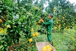 Nâng tầm bưởi đặc sản