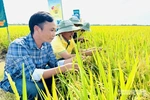 An Giang: Trồng lúa giảm phát thải, lợi nhuận tăng hơn 20%