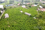 The Story of Bo Ly Custard Apples