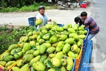 “Vùng đất vàng” của nông nghiệp hàng hóa