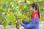 Kỳ 1: “Nông dân 4.0” làm giàu trên quê hương