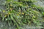 Giữ sắc lan rừng ở Khu bảo tồn thiên nhiên Ngọc Sơn - Ngổ Luông