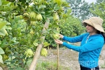 Hiệu quả sản xuất nông nghiệp tập trung theo hướng hàng hóa