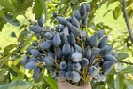Trám đen - “Lộc trời” ở Hoàng Vân