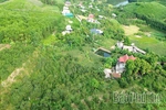 Ngọt, thơm mùa bưởi