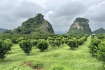 Kỳ 3: Tái sinh từ đất - giữ thương hiệu cam Cao Phong