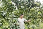 Về vùng xuất khẩu bưởi Diễn