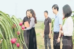 Hiệu quả mô hình cây thanh long trái vụ ở Lập Thạch