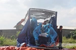 Phát hiện, ngăn chặn kịp thời hàng chục tấn thịt lợn nhiễm bệnh chuẩn bị tuồn ra thị trường