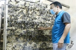 Những phú nông “ăn cơm đứng”