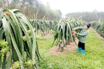 Dragon Fruit Thrives on Challenging Land