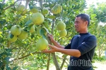 Suu Chi Dam Pomelo – The Essence of Ancient Alluvial Soil Along the Lo River