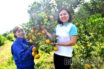 Khẳng định niềm tin từ sản xuất cam hữu cơ, an toàn