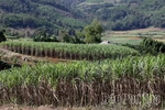 Sweet Sugar Cane of Muong Thang