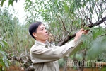 Vùng cao Đà Bắc tất bật chuẩn bị vụ đào Tết