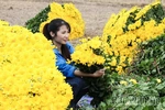 Nhan Vuc Flower Village Bustles for the Lunar New Year Season