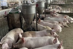 Giá thịt heo giảm sau Tết