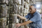 Trở thành tỷ phú nhờ nghề trồng nấm mộc nhĩ
