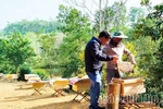 Làm giàu từ nghề nuôi ong