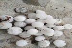 Mưa đá xuất hiện tại nhiều địa phương, làm thủng mái nhà