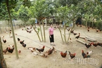 “Vị ngọt” gà&nbsp;Mía