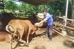 Chủ động phòng, chống dịch lở mồm long móng trên đàn gia súc