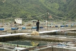 Towards Building a Distinctive Brand for Phu Tho Fisheries