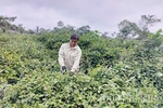 Triển vọng cây ba kích tím