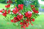 Hoa phượng rực rỡ gọi hè về