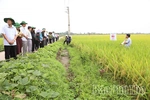 Trình diễn giống lúa mới có năng suất, chất lượng cao
