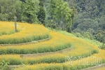 Xom Mung Vibrant in Cosmos Flower Season