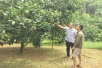 Phát triển kinh tế tập thể ở Tây Cốc
