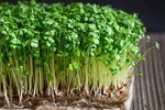 Giá cả thị trường  ngày  22/5/2026