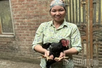 “Thủ phủ” gà chín cựa xứ Mường Xuân Đài
