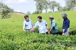 Minh Hòa bứt phá trong chặng đường tăng trưởng kinh tế mới