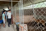 Yên Sơn khai mở tiềm năng nông nghiệp hàng hóa