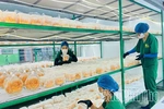 Combining Circular Agriculture with Experiential Tourism
