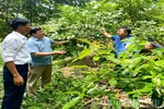 Tiềm năng kinh tế của cây trám đen