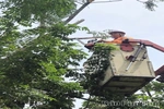 Điện lực Lập Thạch chủ động phát quang hành lang lưới điện, ứng phó với bão số 1