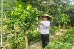 Từ đam mê đến thương hiệu Trà hoa vàng