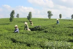 Miền xanh trù phú