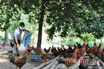Chủ động phòng, chống dịch bệnh trong chăn nuôi