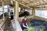 Phú Thọ đẩy mạnh phát triển các loại vật nuôi đặc hữu