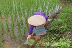 Chủ động diệt chuột để bảo vệ lúa vụ Mùa